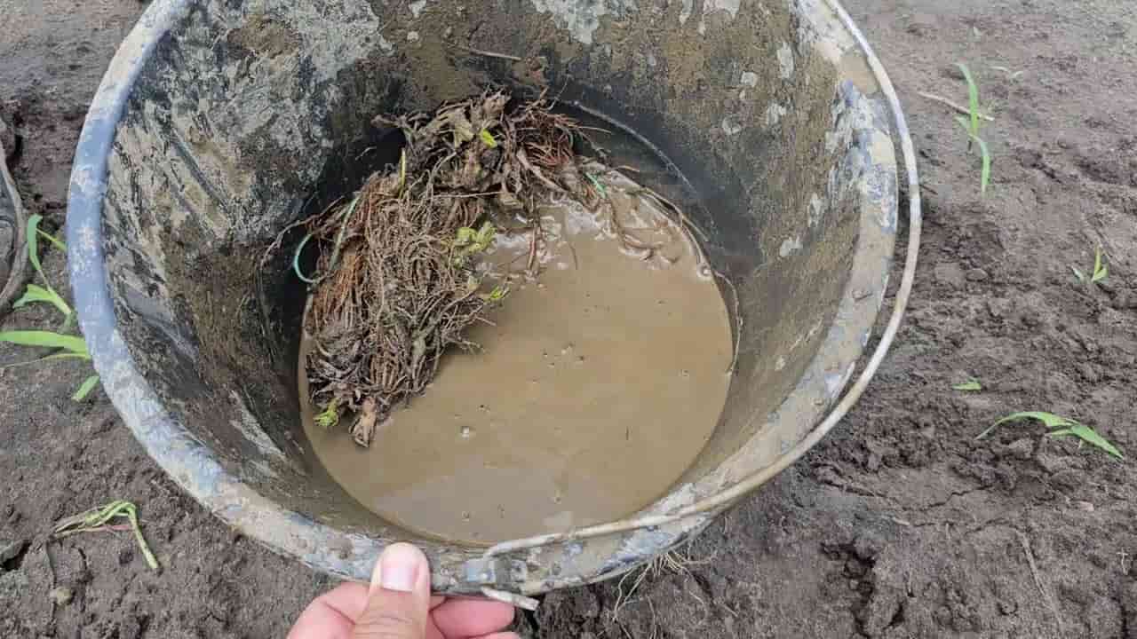تصویر 3 از کود مرغی رستان مناسب تقویت تدریجی زمین
